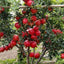 Seeds Anar Plant