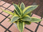 Seeds Snake Plant