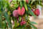 Seeds Mango Japanese Variety