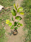 Seeds Red Thai Grafted Ber Apple Plant