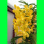 Seeds Orchid Plant
