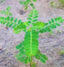 Seeds Amla Plant