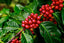 Seeds Hybrid Coffee Plant