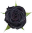 Seeds Black Baccara Rose Plant
