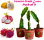 Seeds Healthy Dragon Live Plant