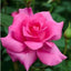 Seeds Rose Plant Live