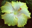 Seeds Flower Plant