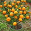 Seeds Orange Plant