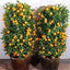Seeds Orange Plant