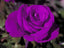 Seeds Unique Purple Rose Plant
