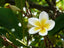 Seeds Chapa Phool/ Plumeria (White)