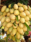 Seeds Chhapra Mango Plant- Grafted