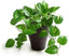 Seeds Good Luck Mony Plants