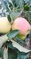Seeds Apple Plant