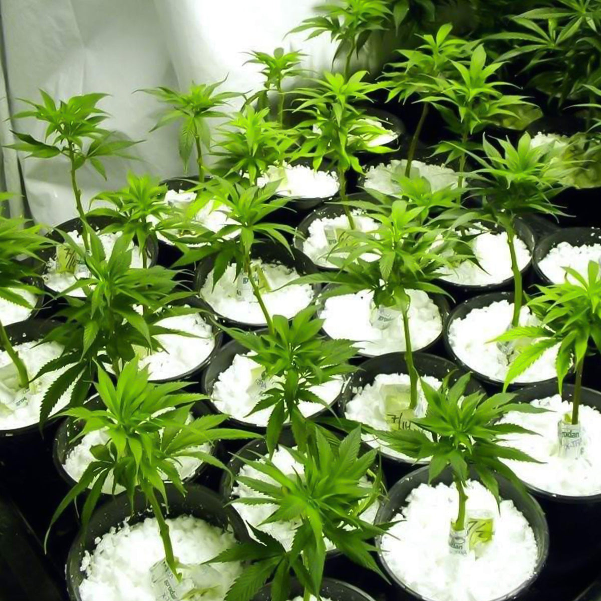Indo Glow Perlite Soil Conditioner 250 GM for hydroponics and horticulture. Main image