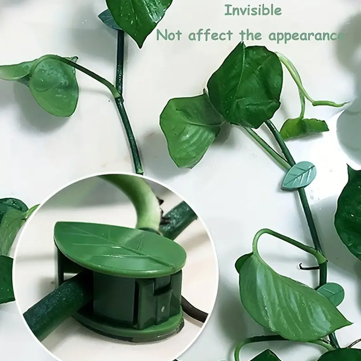 Plant Climbing Wall Clips – Self-Adhesive Invisible Support | Indo Glow Secondary image