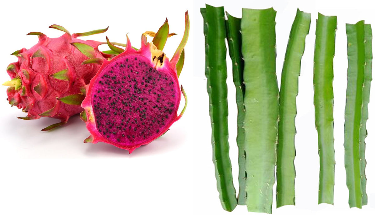 Seeds Dragon Fruit Plant