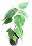 Seeds Backyard Planting Young Peepal/Sacred Fig Plant