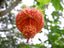 Seeds Hibiscus