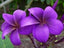 Seeds Amazing Pulmeria Flower