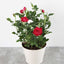 Seeds Red Rose Plant