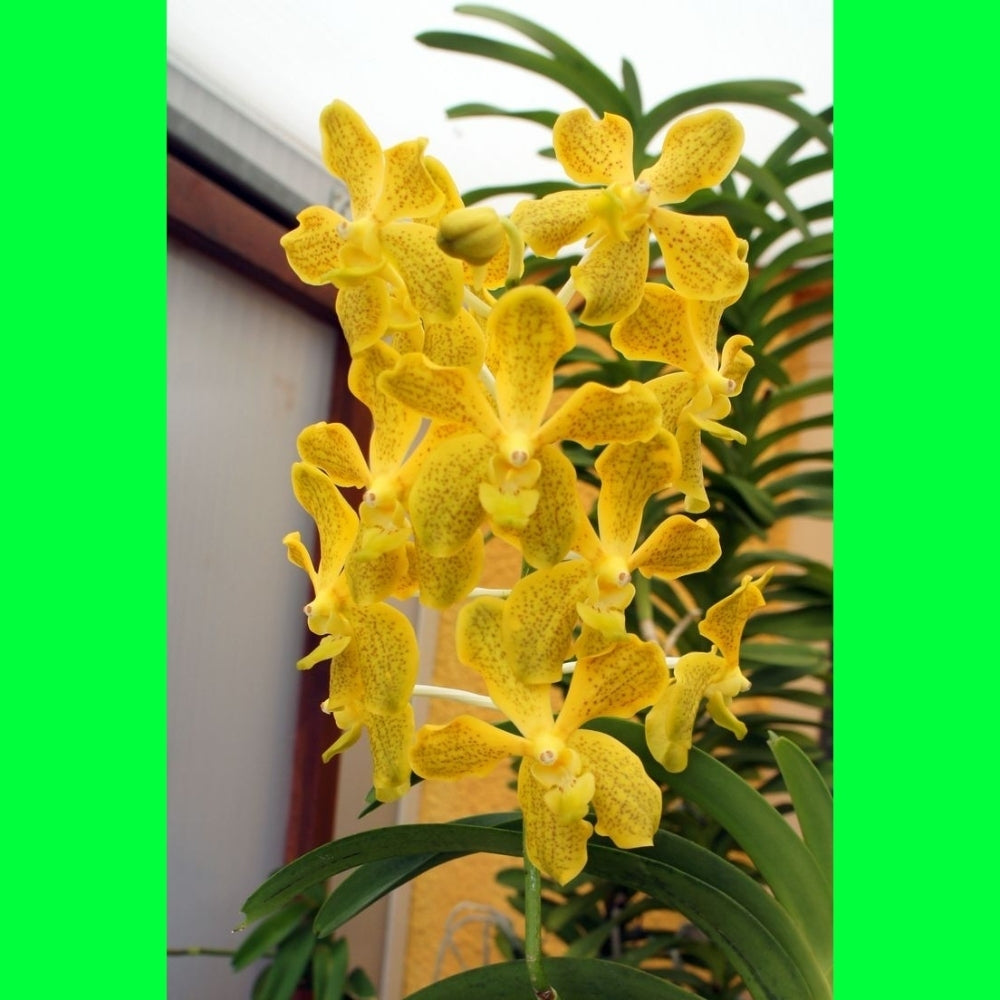 Seeds Orchid Plant