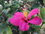 Seeds Hibiscus Pink