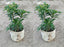Seeds Jasmine Plant
