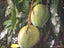 Seeds Bombay Dwarf Variety Mango Live Plant.