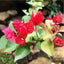 Seeds Bogenvelia Red, Pack of 1