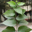 Seeds Harsingaar/ Parijaat