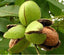 Seeds Walnut Akhrot Plant