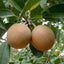 Seeds Chiku Plant