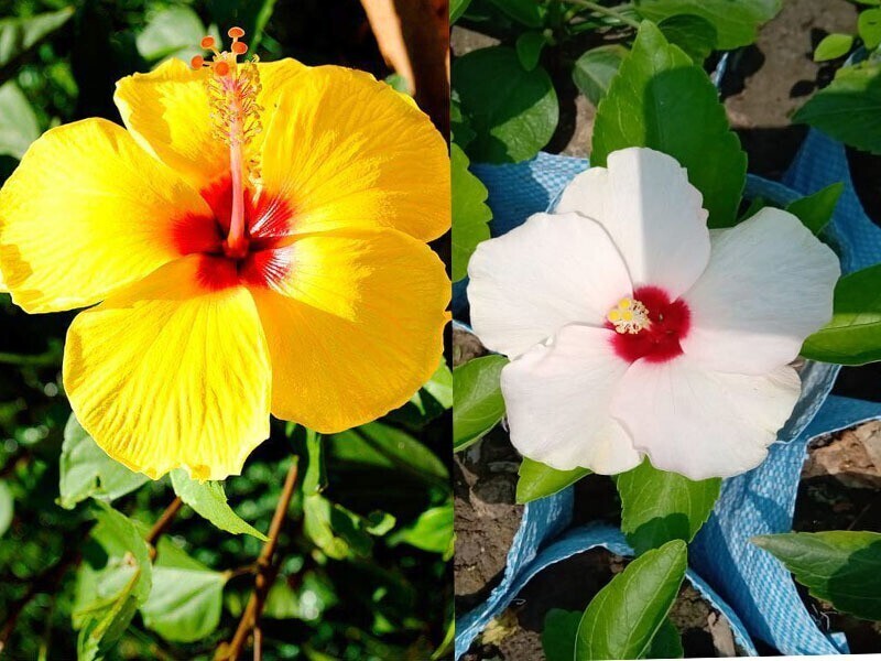 Seeds Hibiscus Flower Plant