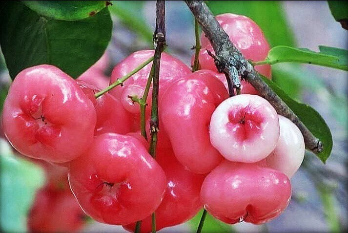 Seeds Wax Apple / Water Apple / Jamun / Jamrul Fruit Live Plant Main image