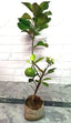 Seeds Seasonal Lemon