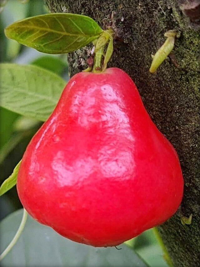 Seeds Red Wax Apple / Water Apple/Jamun/ Jamrul Live Plant. Main image