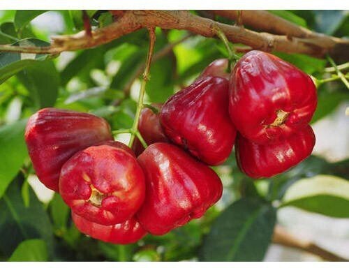 Seeds Red Malay Variety Wax Apple Water Apple Java Apple Fruit (Air Layered/Grafted) Live Plants & Tree(1-1.5 Ft Size) Main image