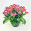 Seeds Kalanchoe Plant