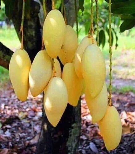Seeds Thai Aam, Purple Mango Tree, Live Plant