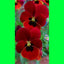 Seeds Orchid Plant