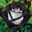 Seeds Rose Live Plant