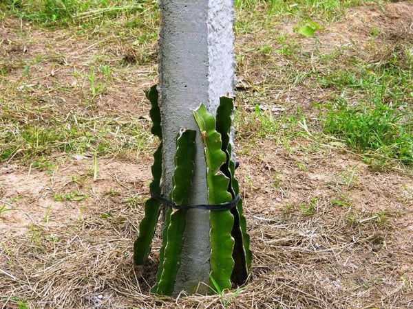 Seeds Dragon Fruit Plant