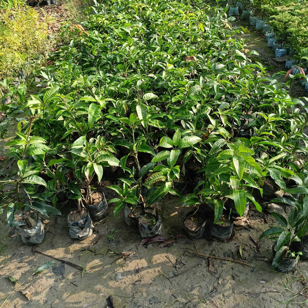 Seeds Mango Japanese Variety