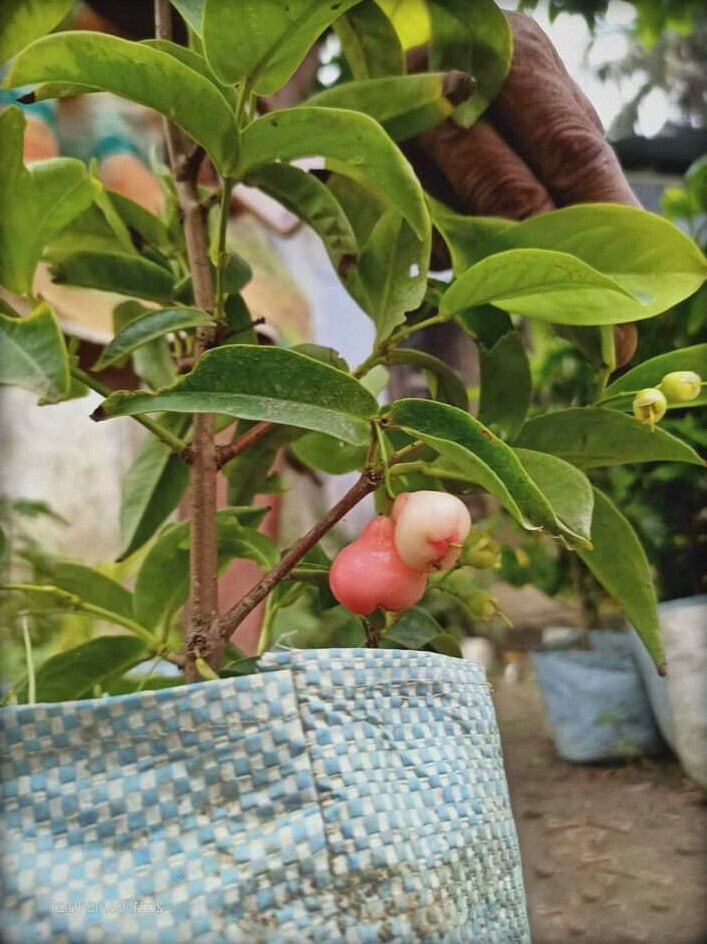 Seeds Wax Apple / Water Apple / Jamun / Jamrul Fruit Live Plant Secondary image