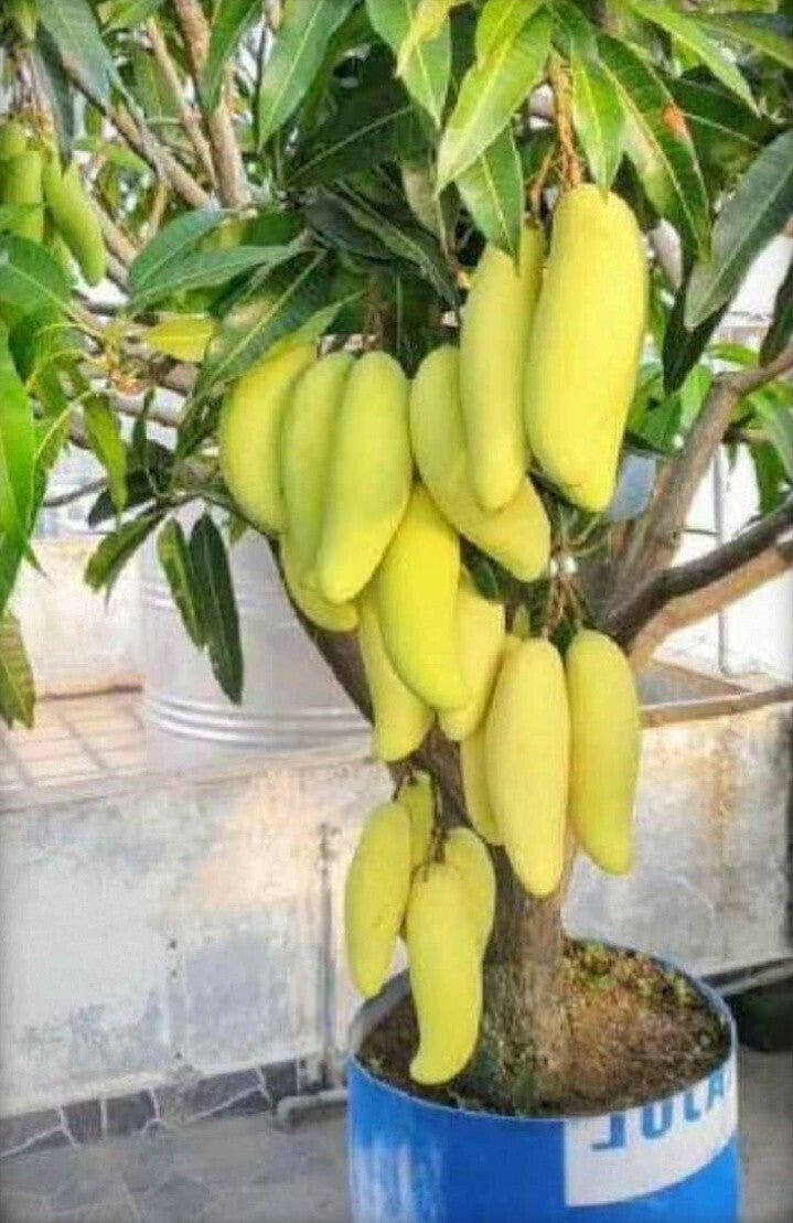 Seeds Hybrid Thai Banana Shaped Mango Grafted Live Plant
