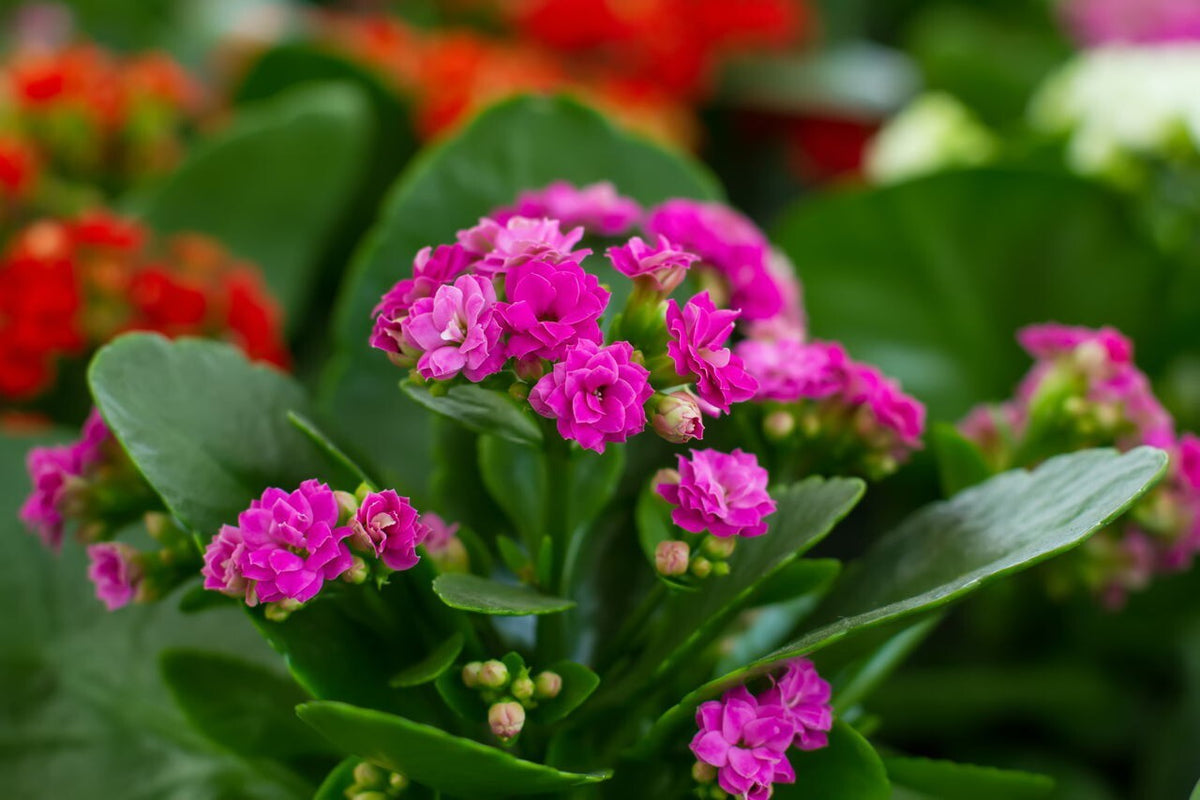 Seeds Kalanchoe Plant