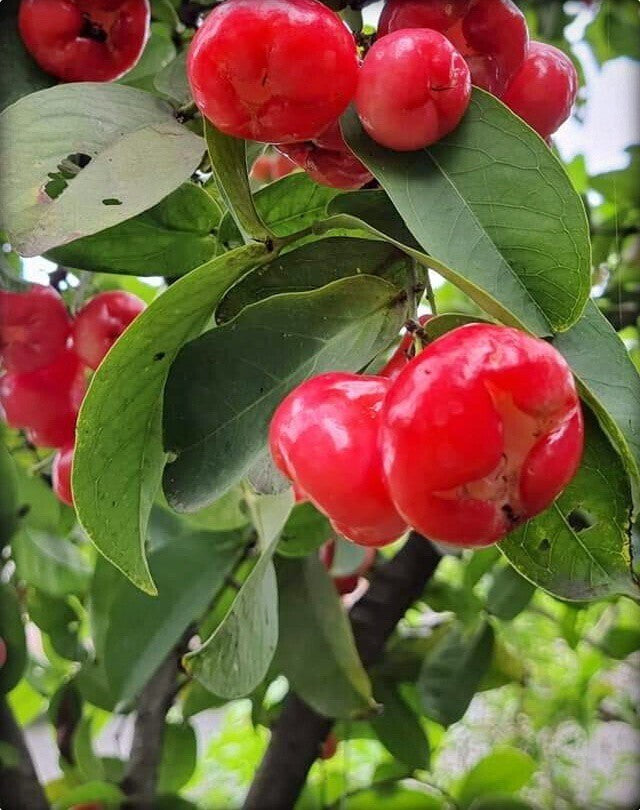 Seeds Red Wax Apple / Water Apple/Jamun/ Jamrul Live Plant. Secondary image