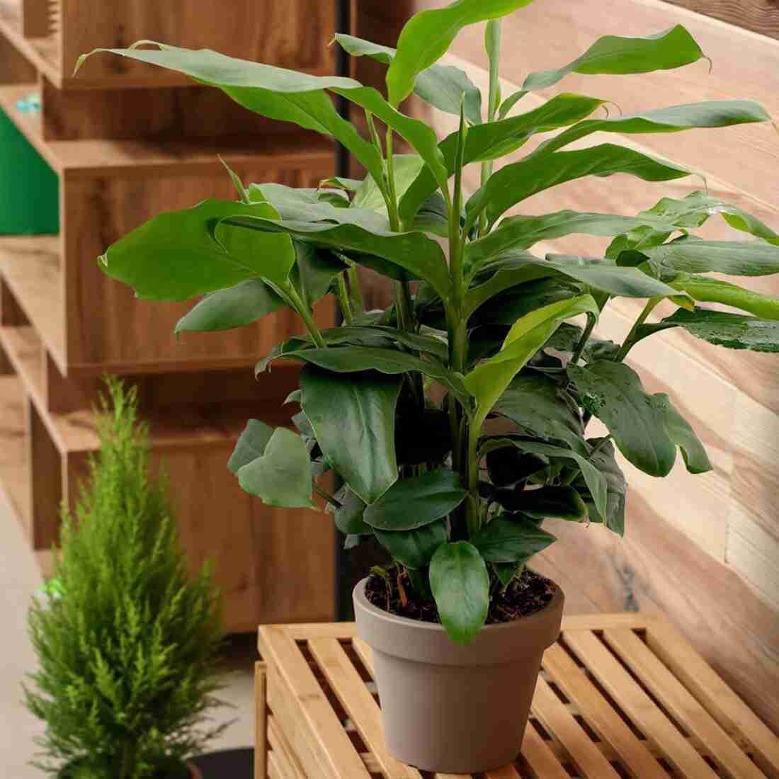 Seeds Eliche Plant