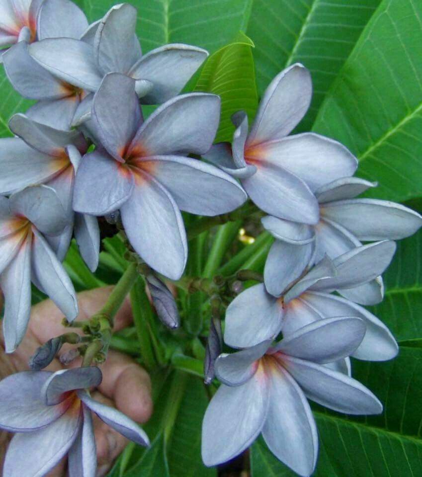 Seeds Pulmeria Flower